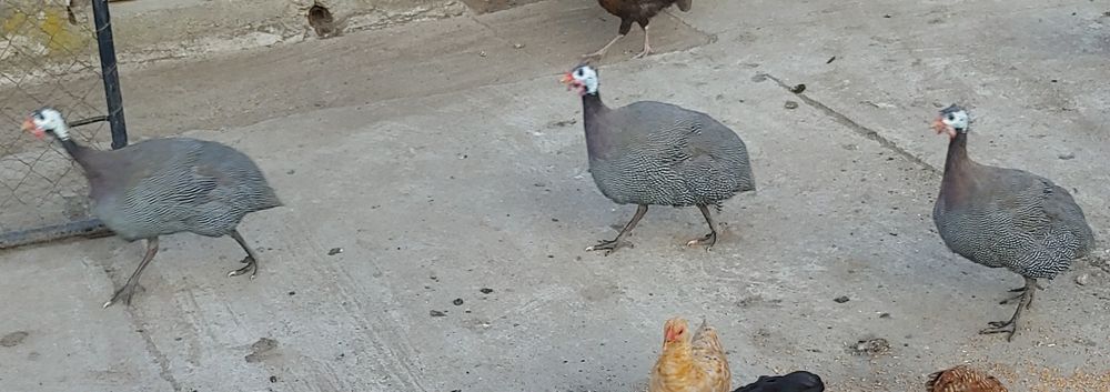 Bibilici pirchite de carne