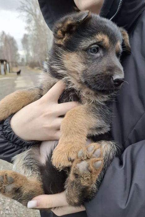 Чистые Немцы 100%