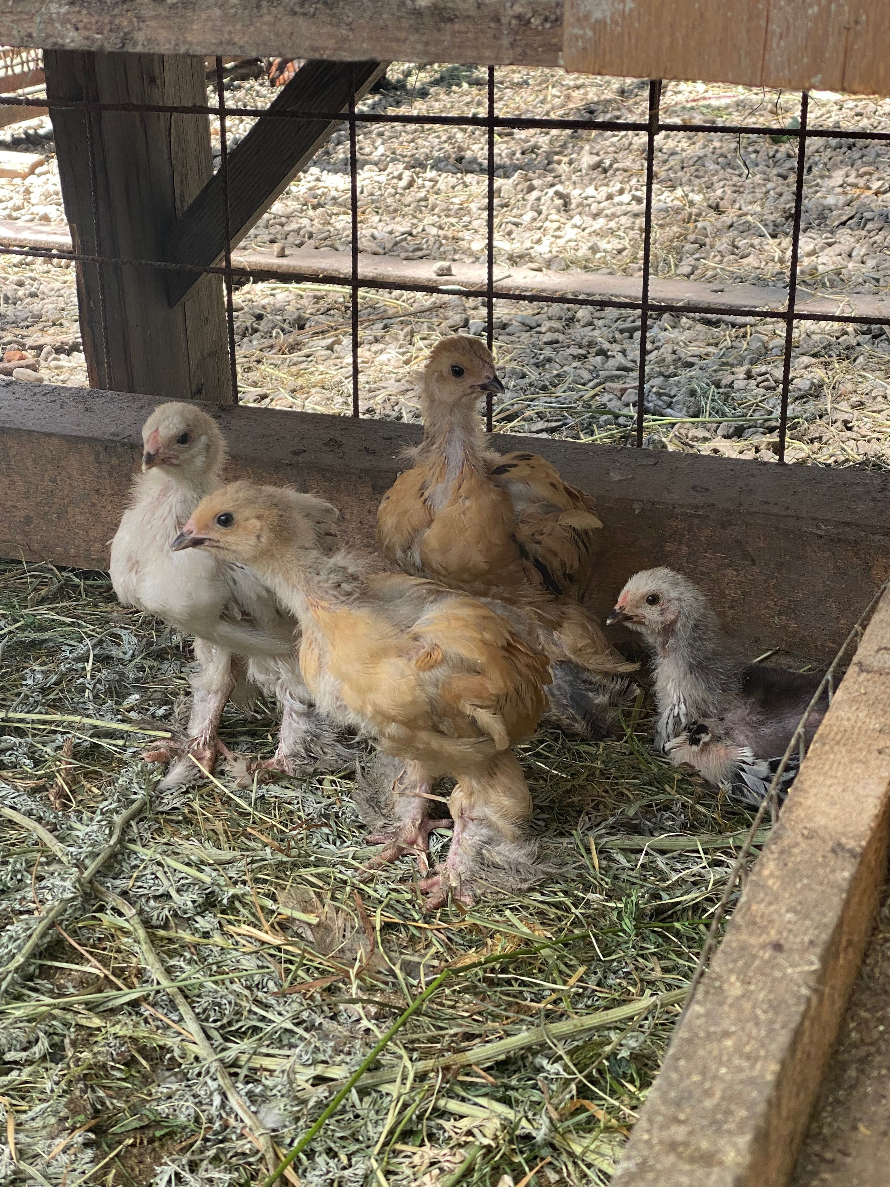 De vânzare ouă și pui de găini brahma