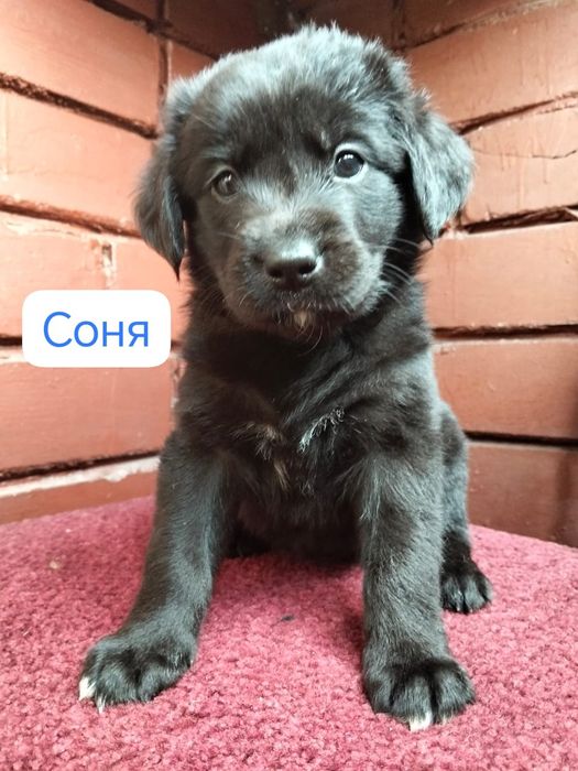 Продам щенка. Лабрадор