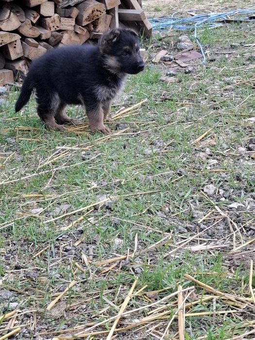 Продавам немска овчарка