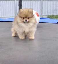 Băiat Pomeranian