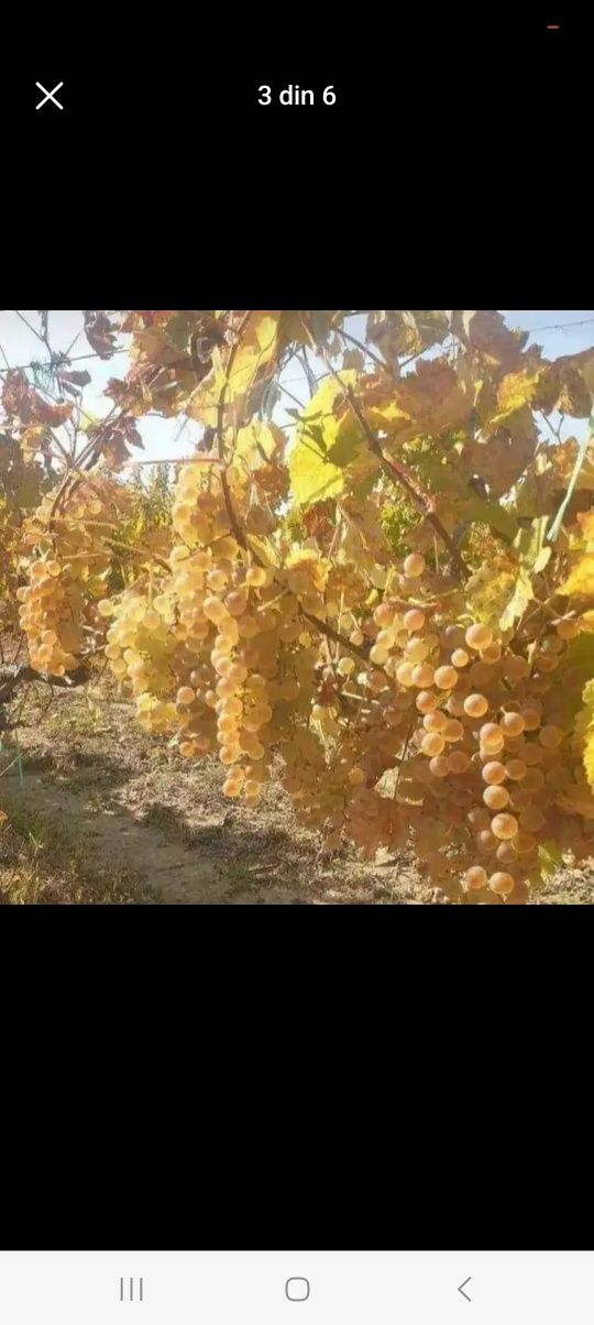 Vindem struguri de vin diferite soiuri se transportă în toată țara