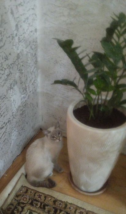 Кошечка красавица в Дар !