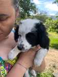 Cateluse spre adoptie