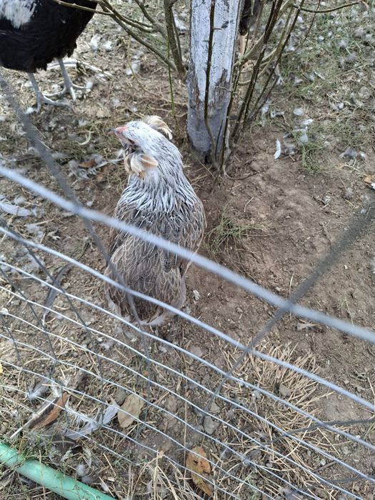 Araucana Silver,  Ouă pentru incubat