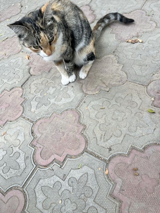 Aqlli qiz bola myshuk hadyaga beriladi,
