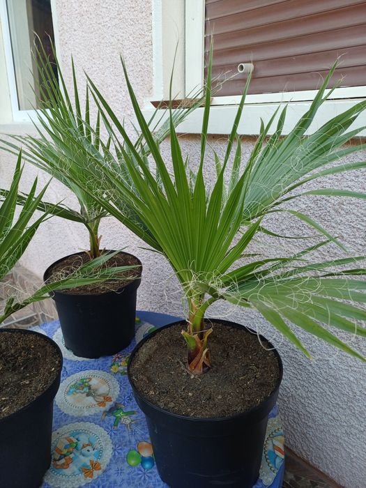 Palmieri washingtonia.-80 cm.
