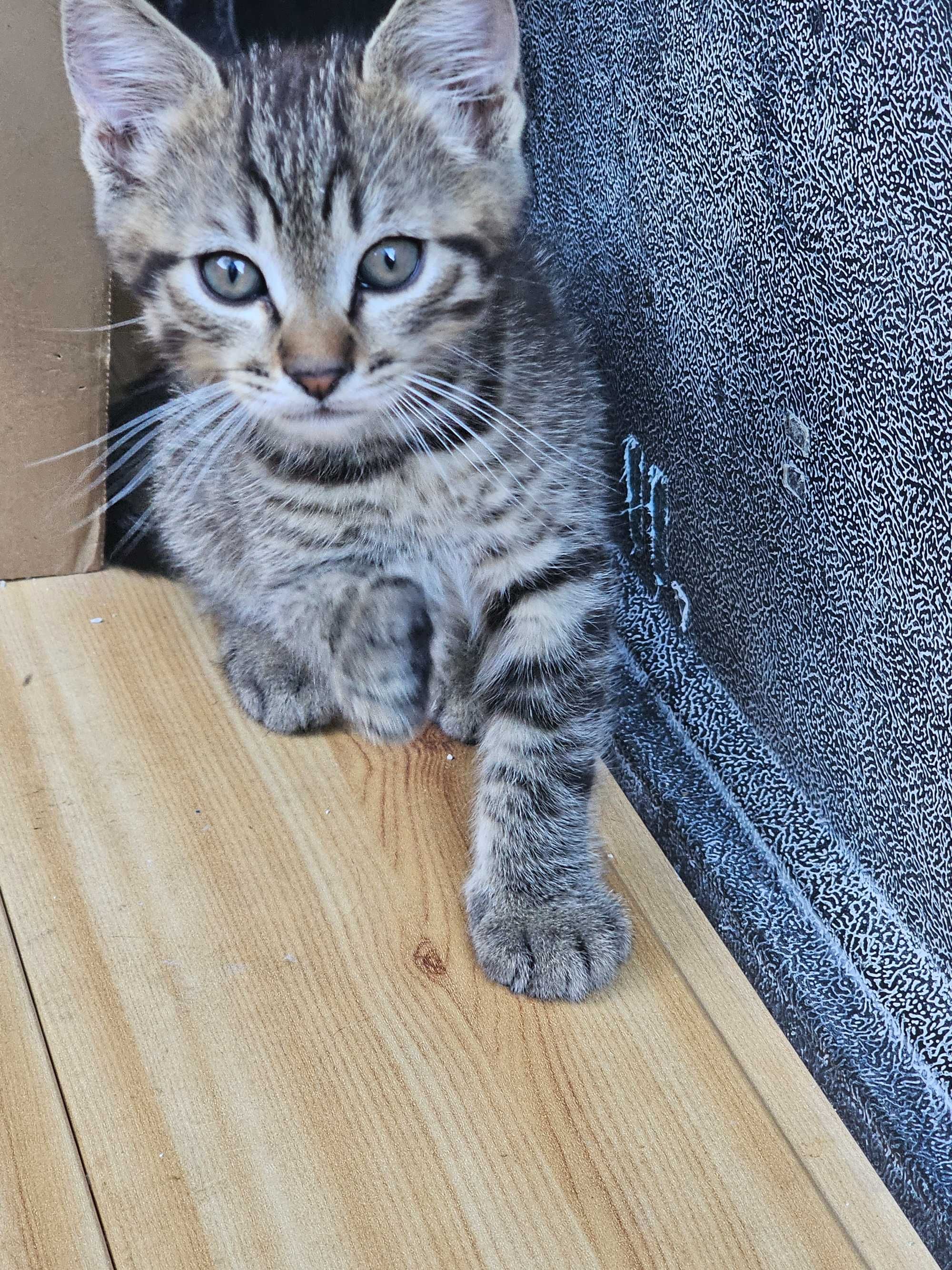 Adopție responsabila