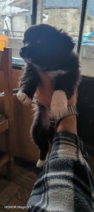 Кученце мелез за продан