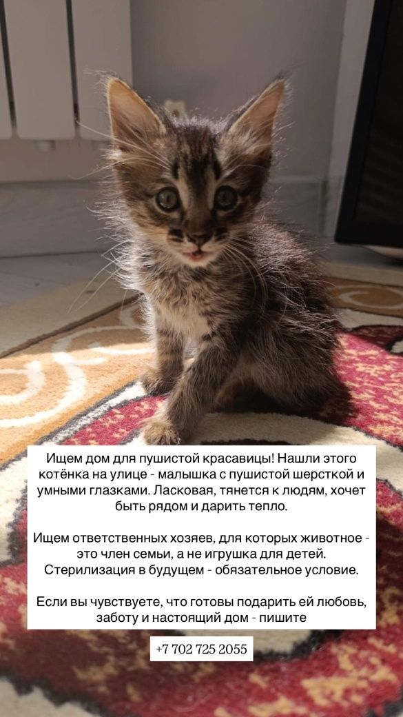 Котенок в добрые руки