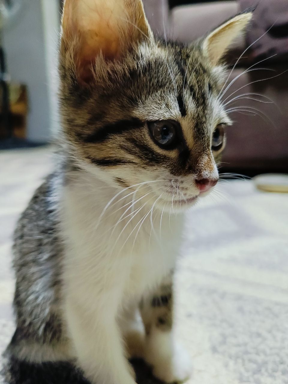Котята бесплатно