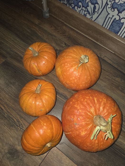 Продам тыкву. Очень вкусная.
