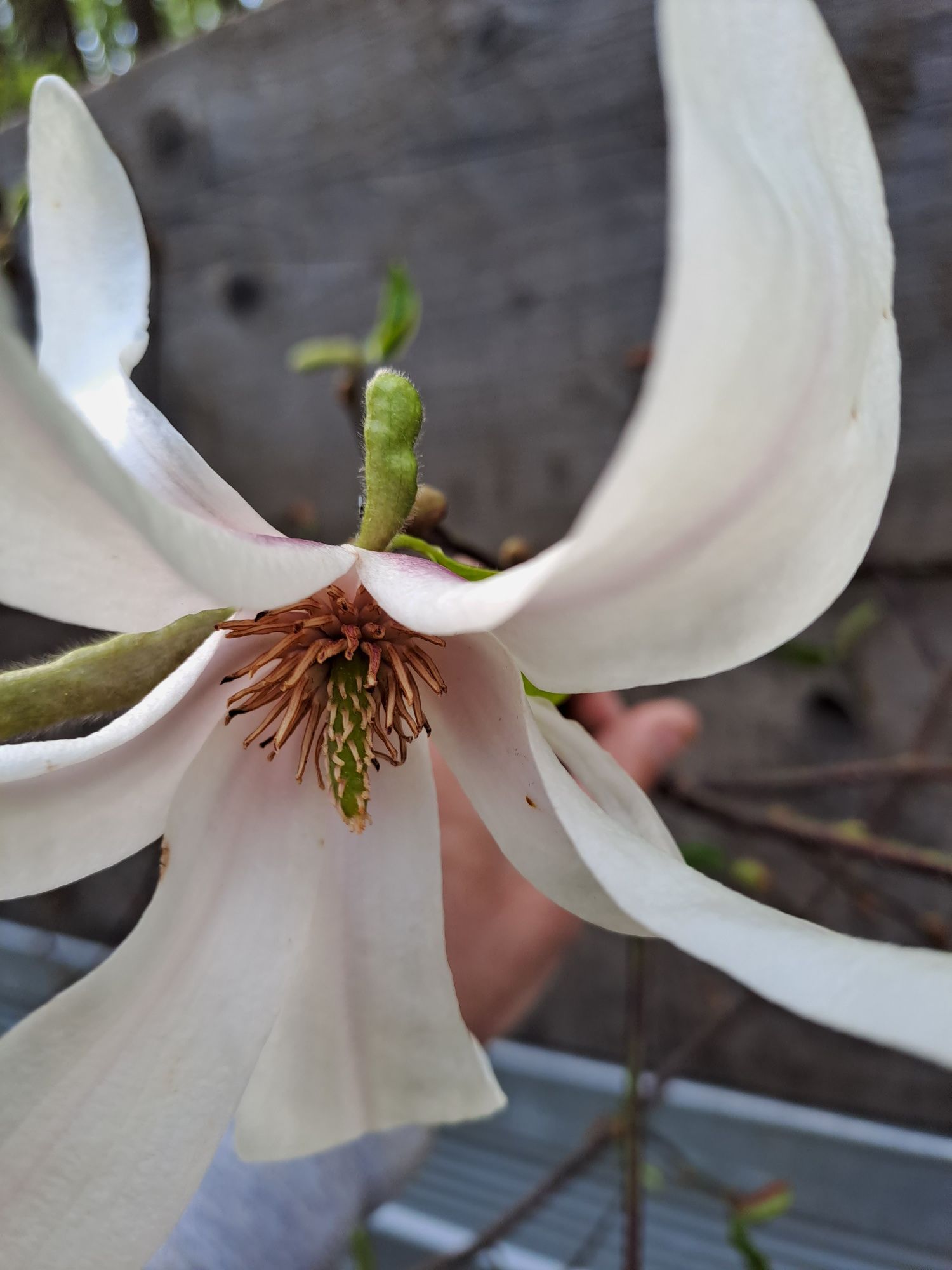 Vând magnolie floare alba