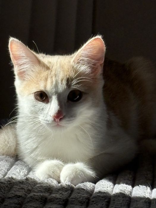 Отдам котенка 6 мес