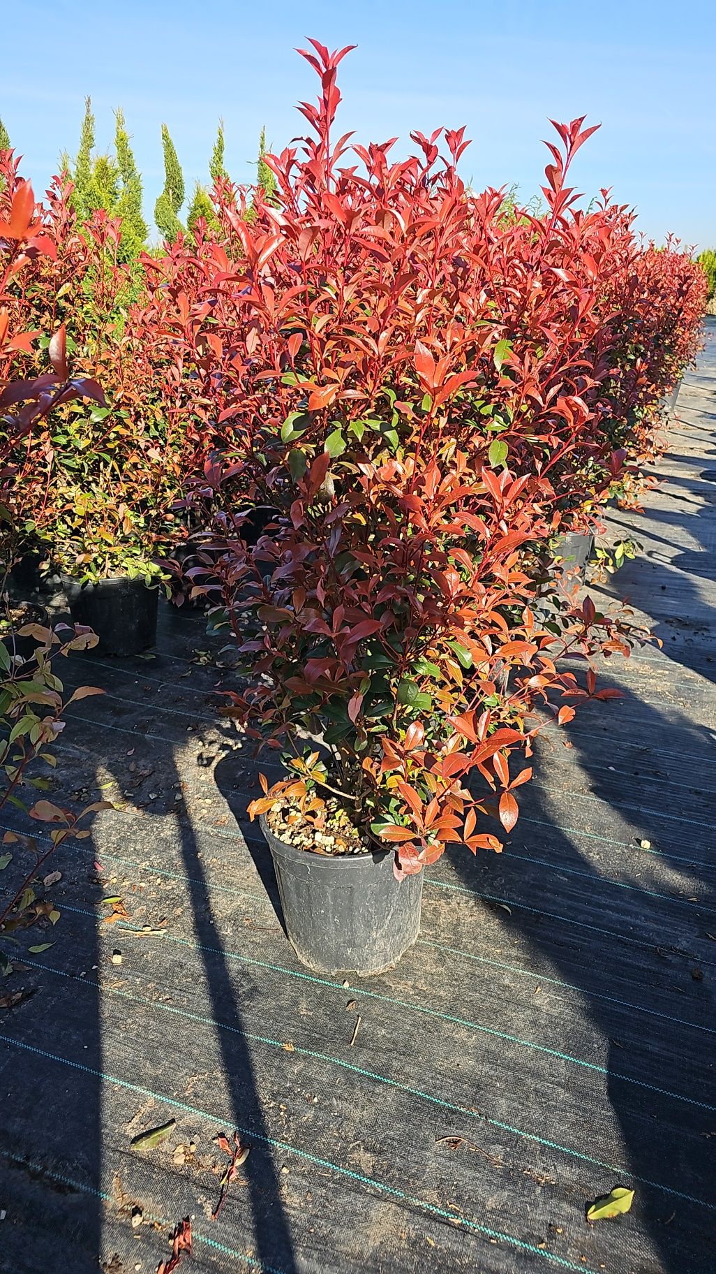 Catalpa-Prunus-Artar rosu- Robinia pseudacacia- leylandi