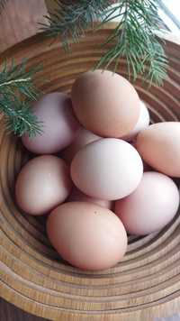 Продам яйца куриные