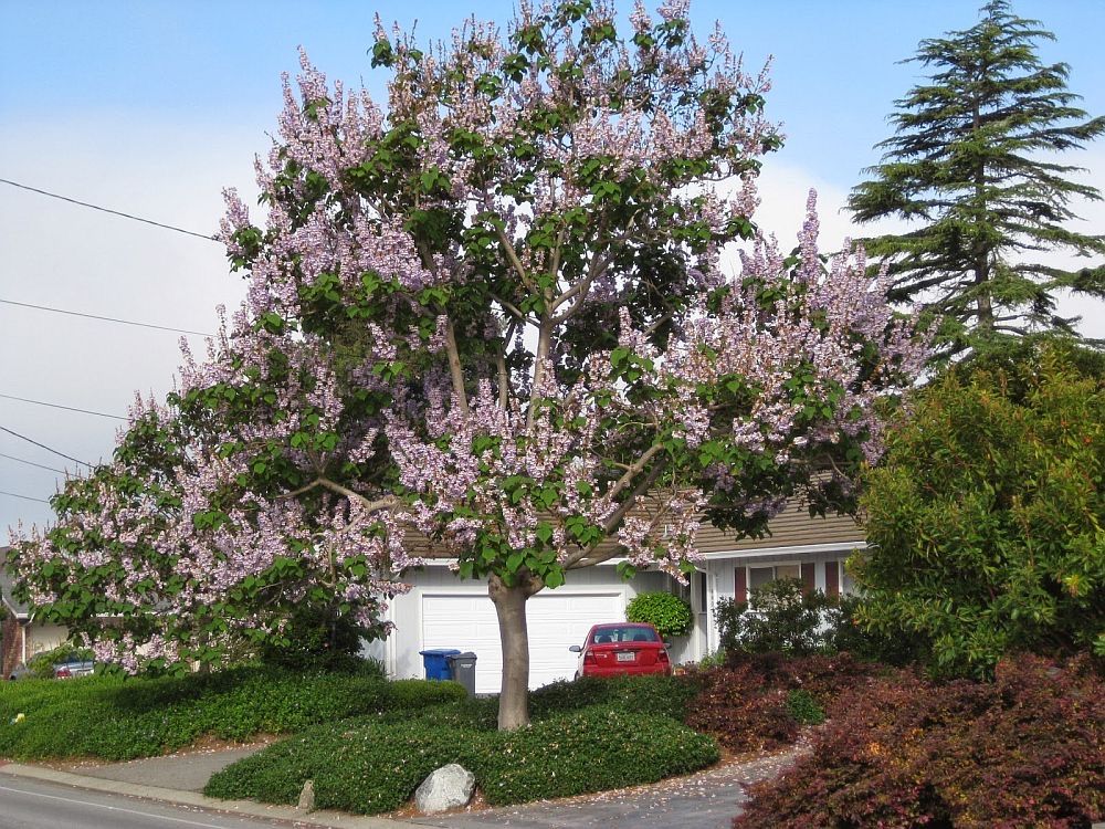 Paulownia Shantong Romania : Pomi , Butasi , Drajoni