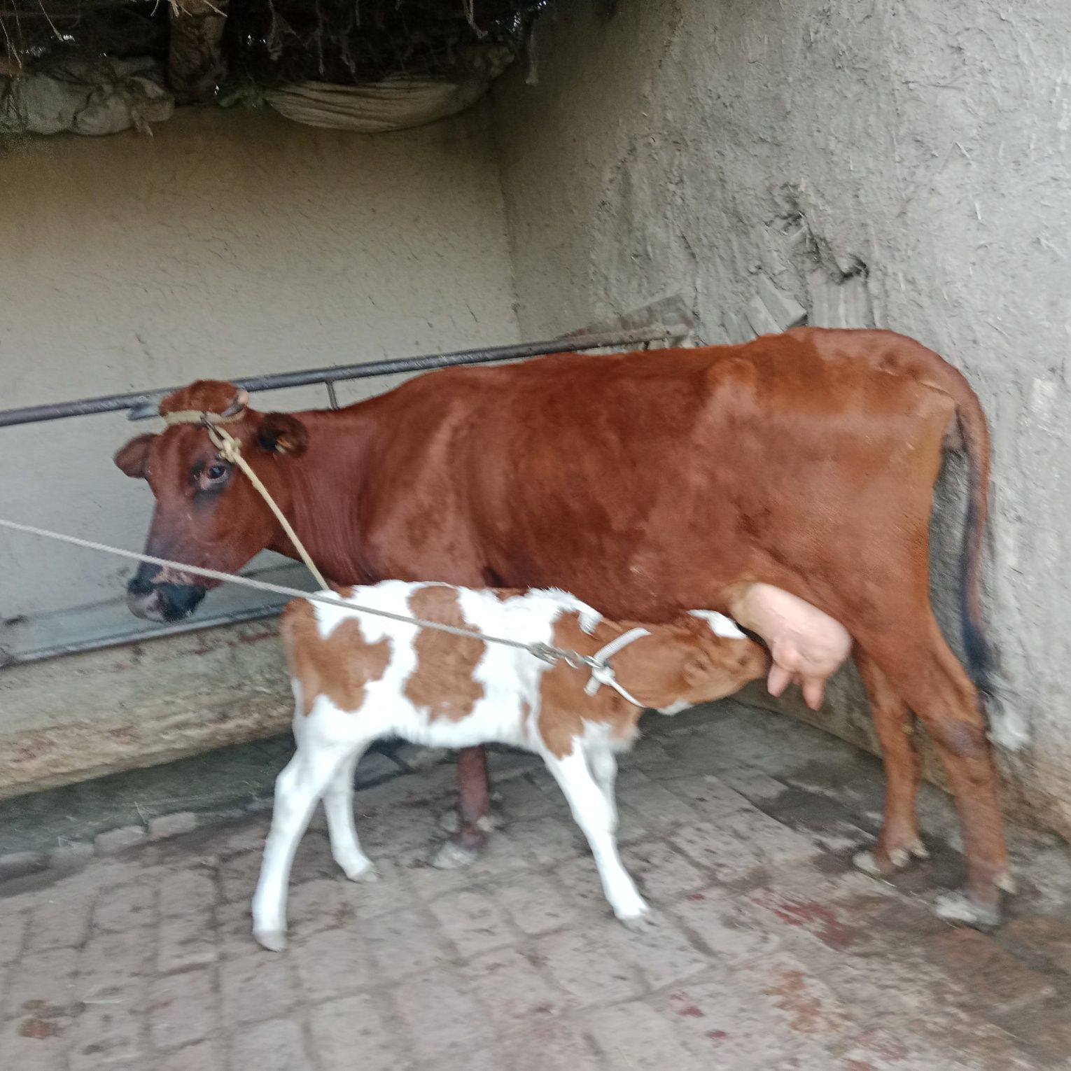 Ona bola sigir sotiladi yeb ichishi zoʻr 2chi qorin