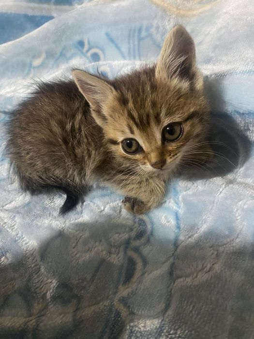 Ваше маленькое счастье