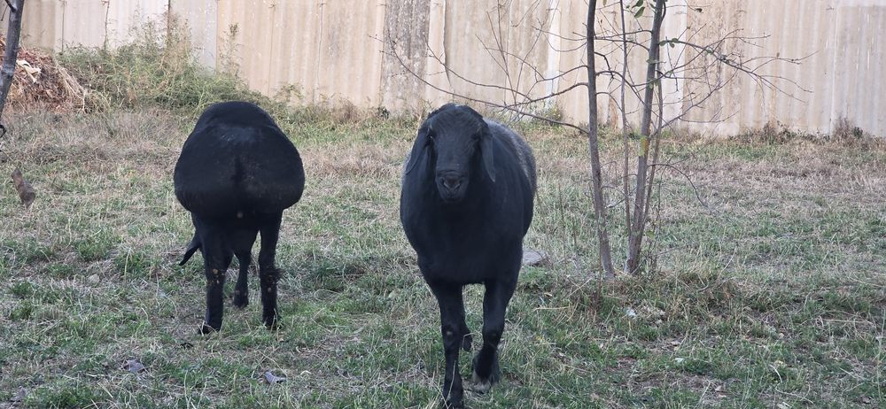 Хисори кучкорлар уруглик учун