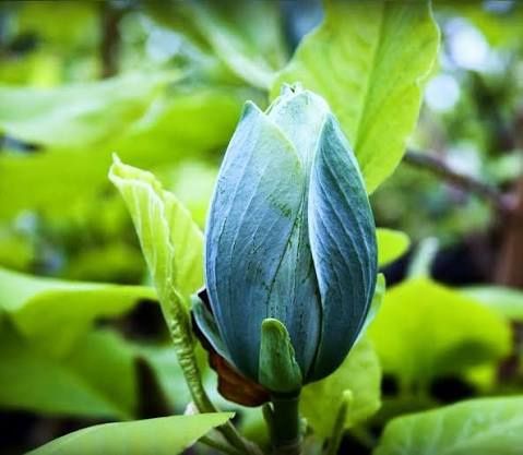 Magnolie blu opal