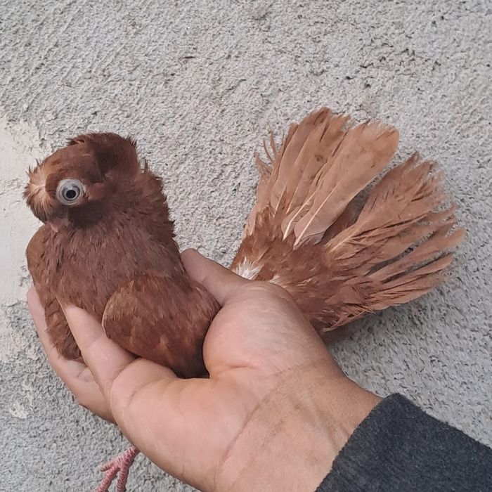 Porumbei jucători de călărași
