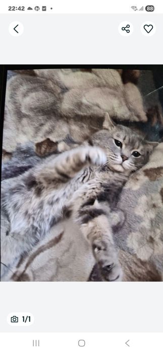 Короткошерсткий британец