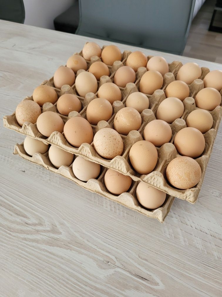 Ouă bibilici colorate