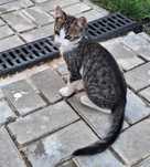 donatie pui pisica cca 8 saptamani
