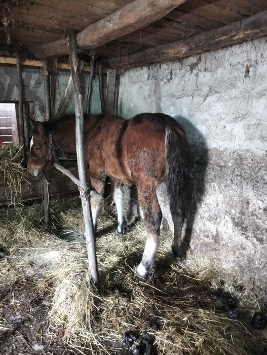 Mânz de 5 luni de vânzare