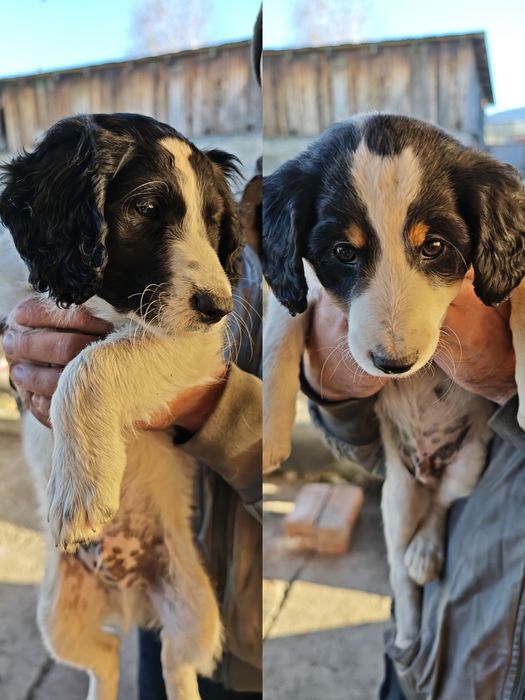 Щенки бесплатно. Оба кобели