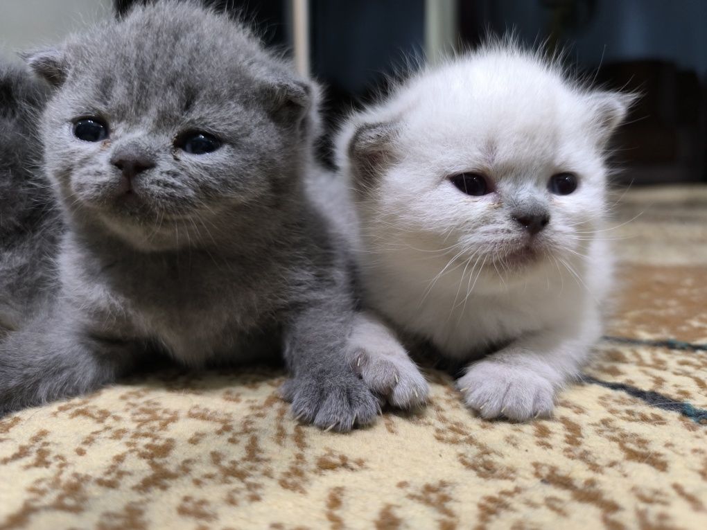 Шотландский чистокровные котята
