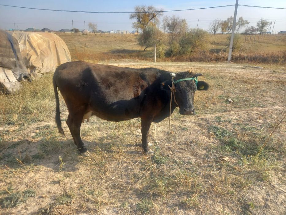 Продам стельную ,высокодойную корову