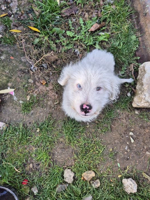 Donez catel pui   , varsta 5 luni