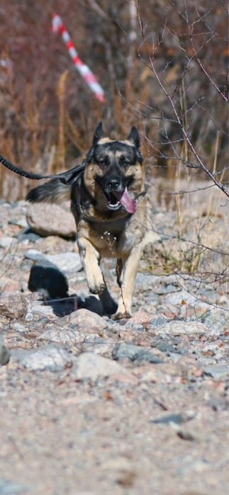 ВЕО овчарка ВЯЗКА