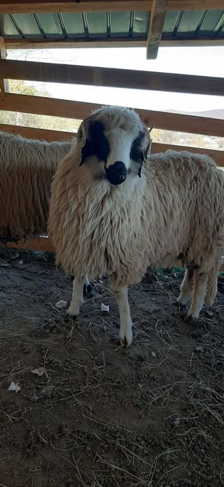 Berbecuți de vânzare