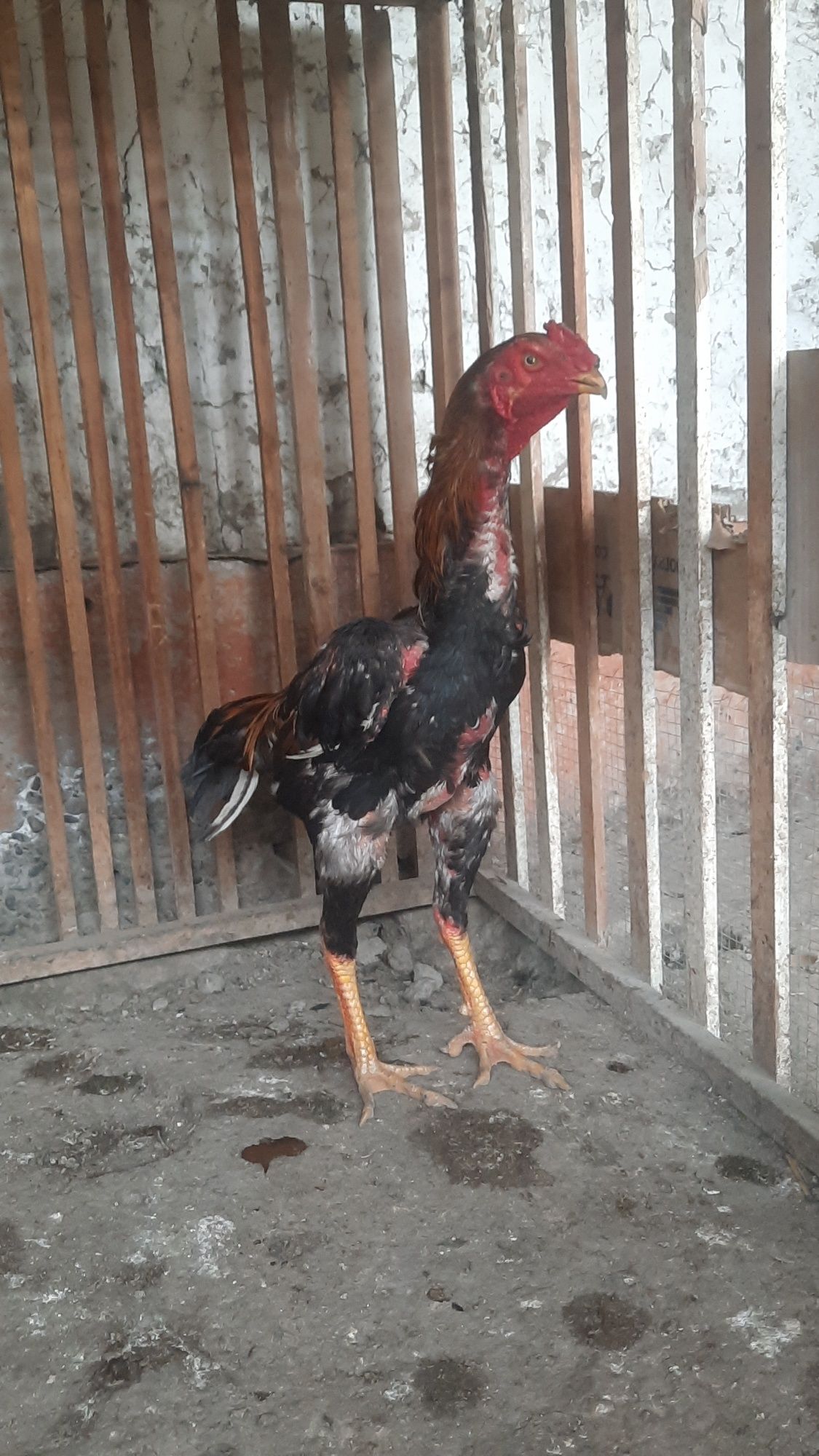 Dakang xoroz sotiladi.