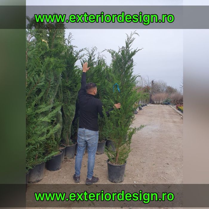 Chiparos Cupressocyparis Leylandii ( gard viu vesnic verde