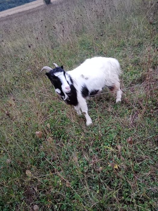 Vând capra și țap de doi ani .Mai multe detali in privat