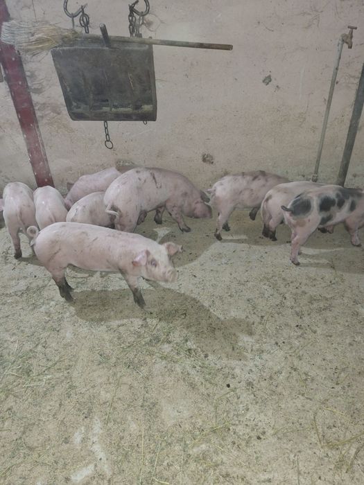 Малки прасета...