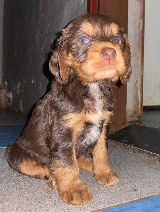 щенки русского охотничьего спаниеля