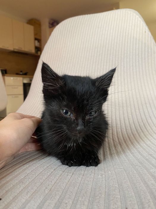 Котенце момче 3 седмици