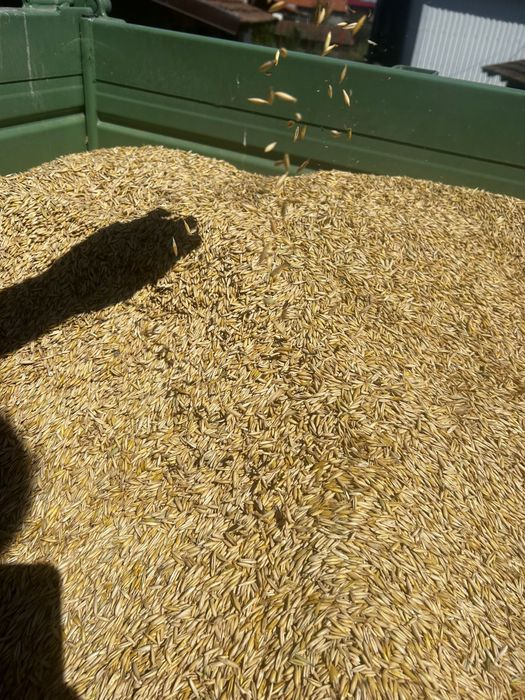 Ovaz productie  2025