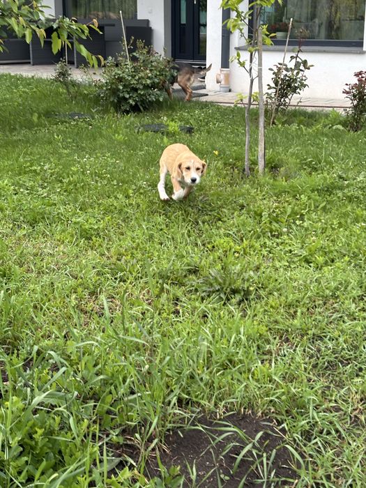 Donez doua cateluse, Nala si Lola.