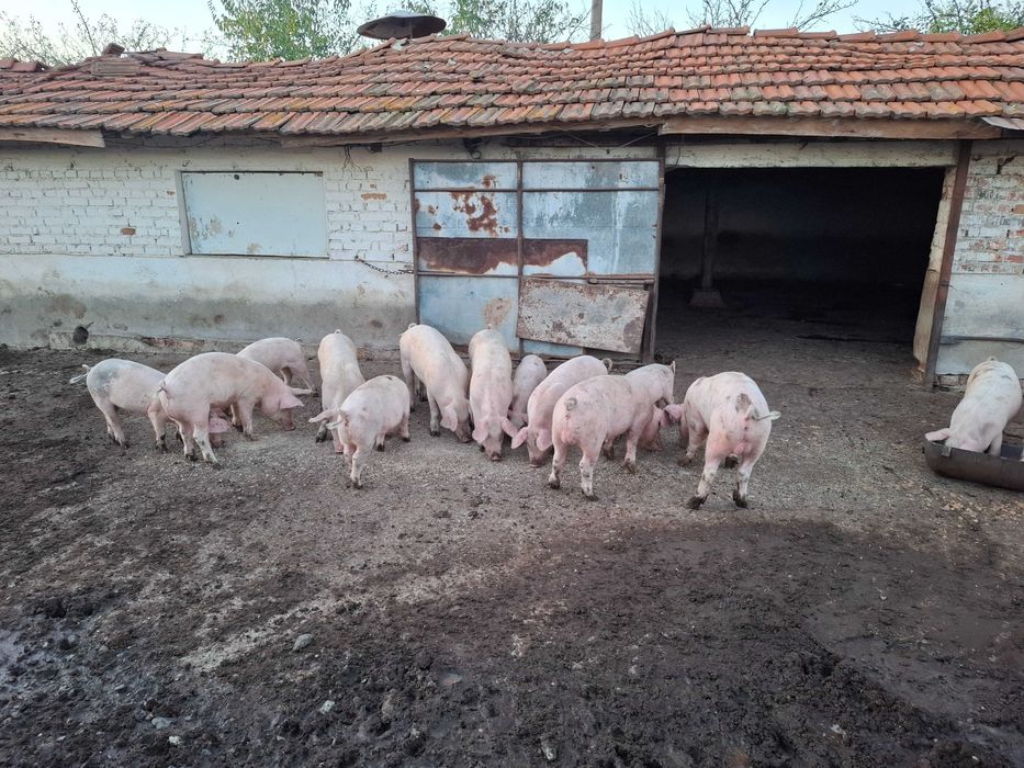Малки прасета 20 и 40 килограмови