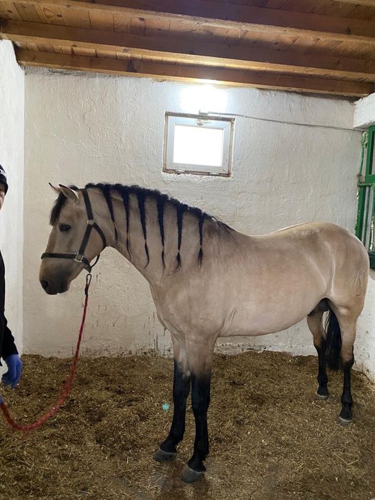 Cal Andaluz 8 ani