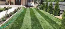 Plante ornamentale gazon rulouri premium de extra calitate