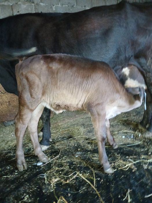 Vând tauras si vitea