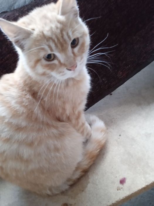 Котята 2х месячные